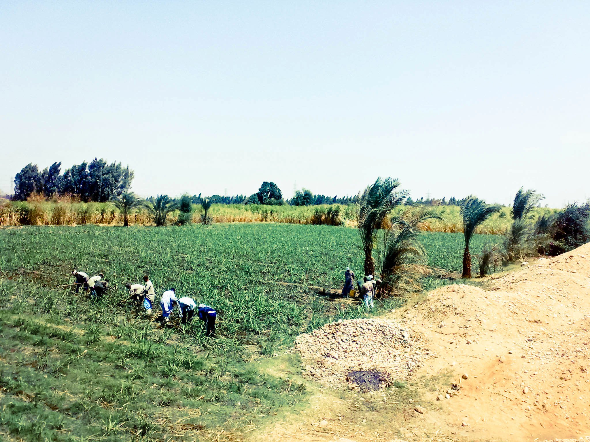 بعض العمّال يقومون بتنظيف القصب من الحشائش