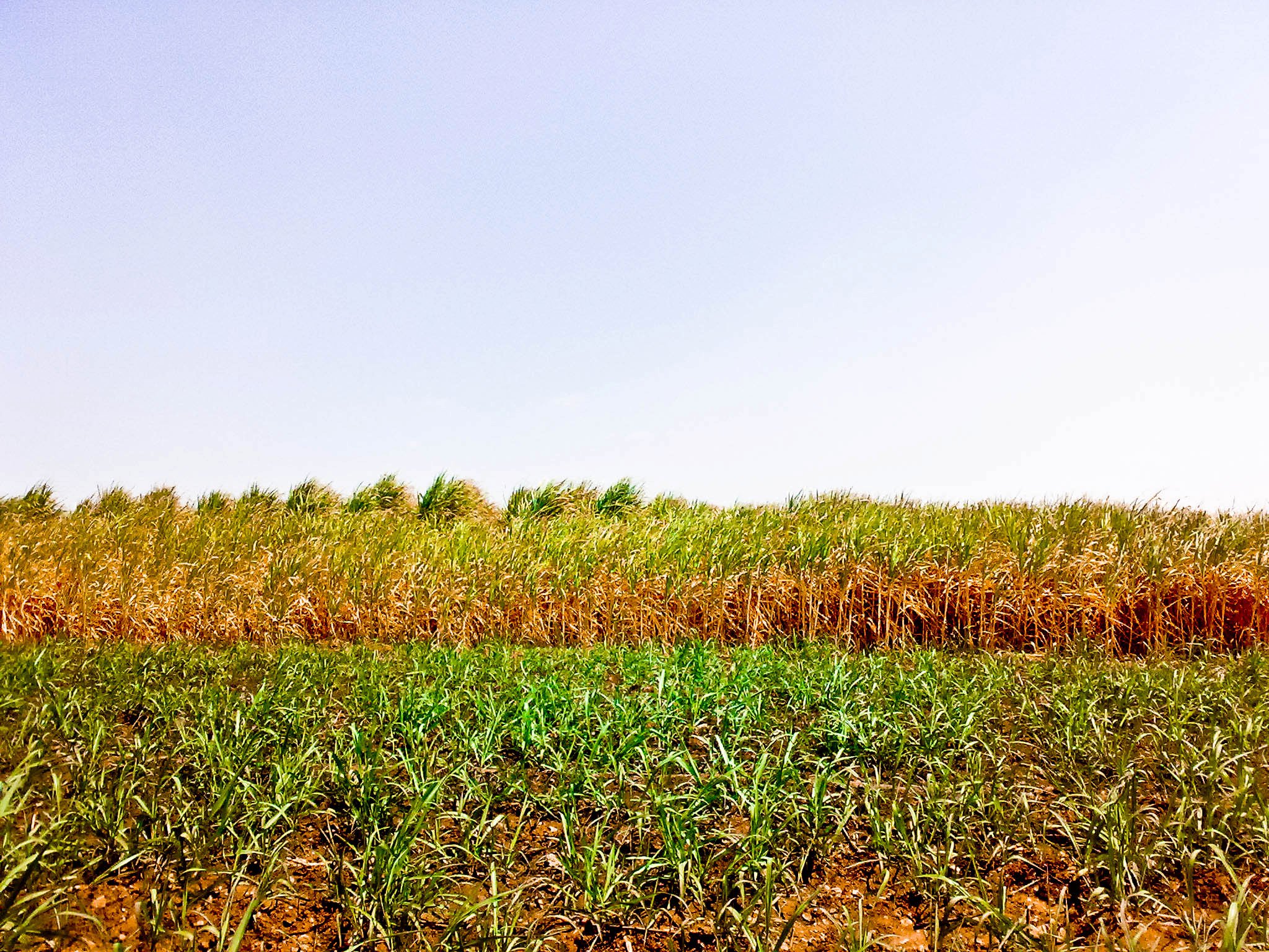 حقل من قصب السكر في اخر نقطة من الصورة نقوم باستخدامه ك (زريعة) أي تقاوي نزرع منها مرّة أخرى القصب