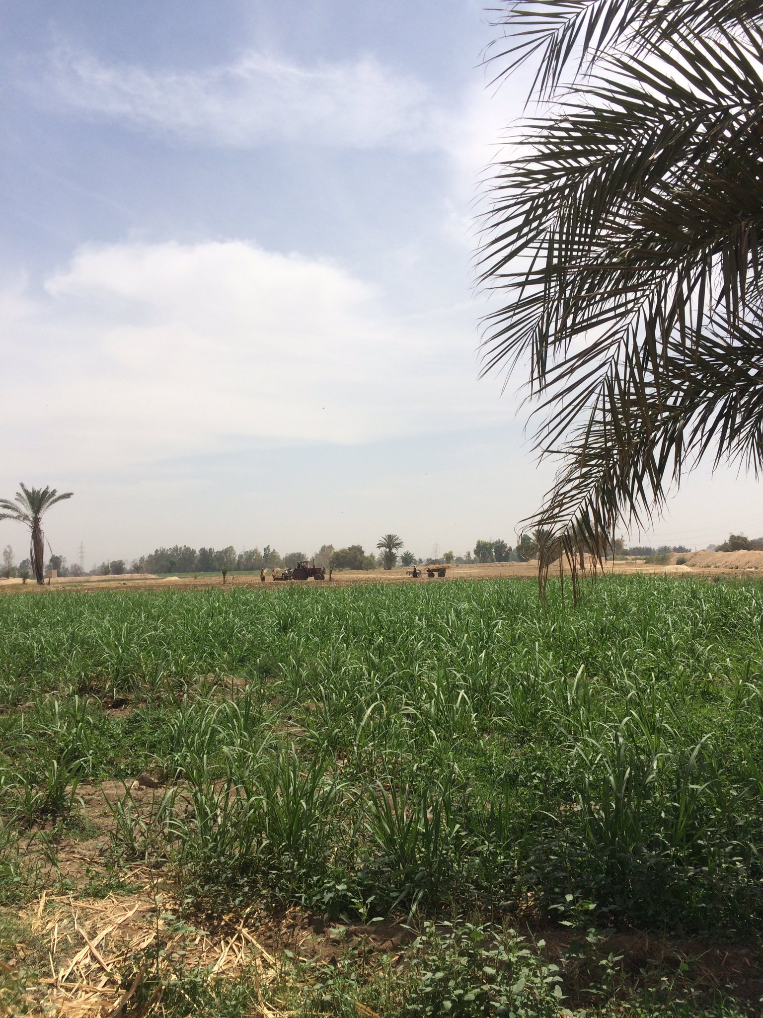 موسم زراعة قصب السكر بعد حصاد القمح