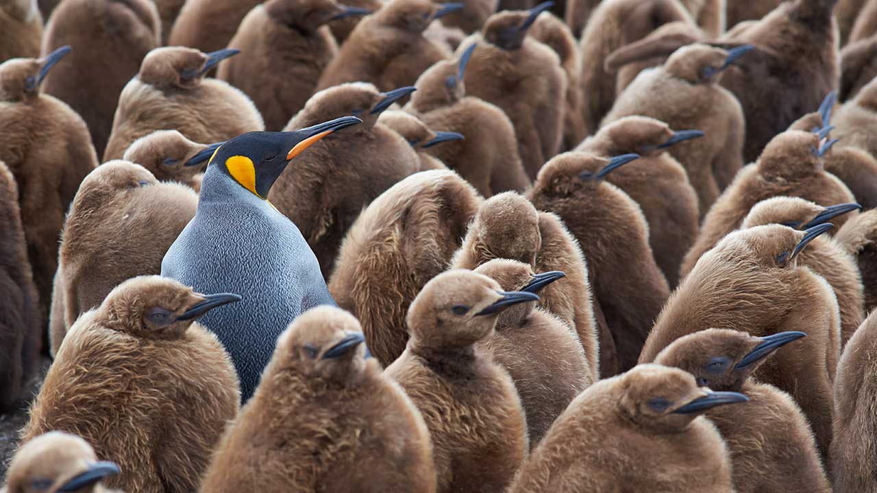 لماذا علينا أن نوقف الدعوات إلى الفردانية على الإنترنت