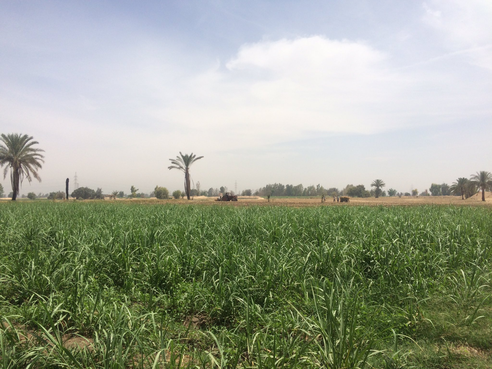 النظرة القاصرة والمزرعة